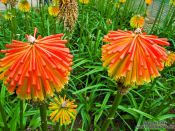 Travel photography:Flowers in Barcelona´s Montjuïc park, Spain