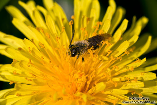 Bee on dandelion flower