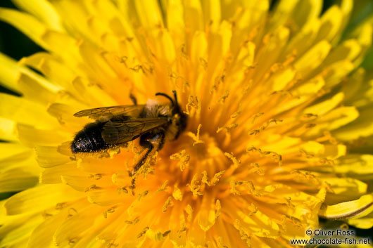 Bee on dandelion flower