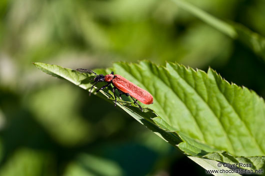 Beetle on leaf