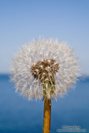 Dandelion seeds