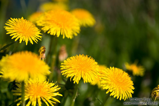 Dandelion flowers