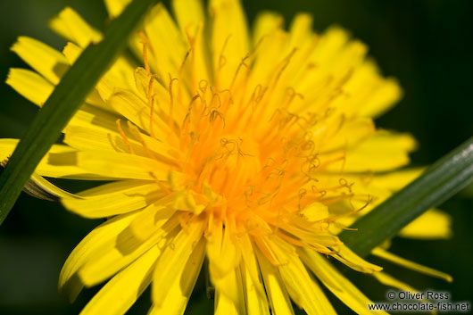 Dandelion flower