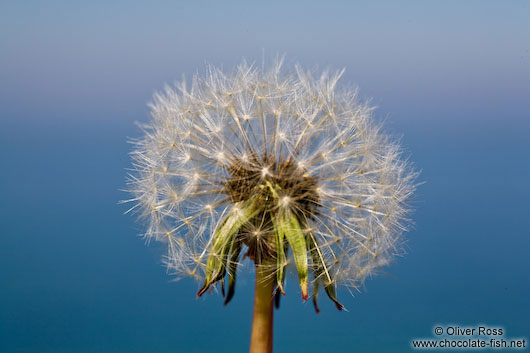 Dandelion seeds