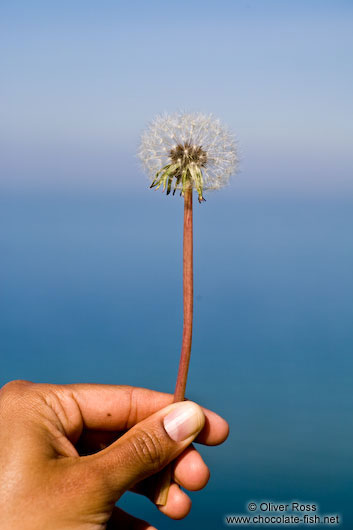 Dandelion seeds