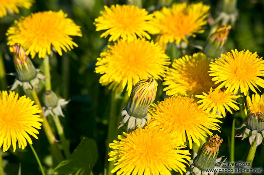 Dandelion flowers