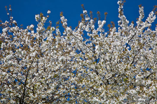 Flowering cherry trees