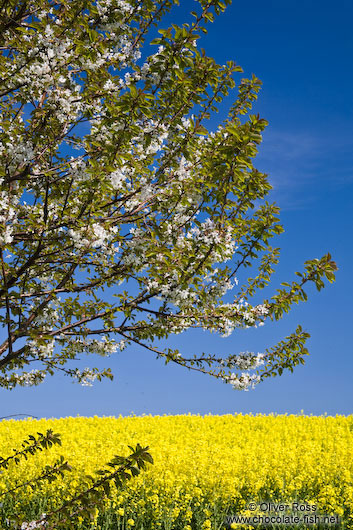 Flowering cherry trees with rape field