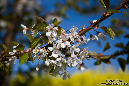 Flowering cherry tree with rape field