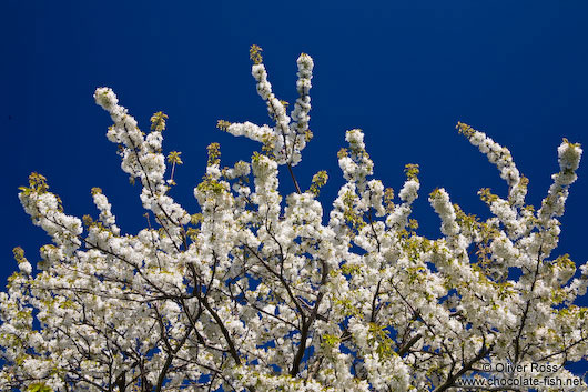 Flowering cherry trees