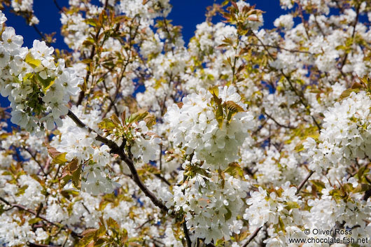 Flowering cherry trees