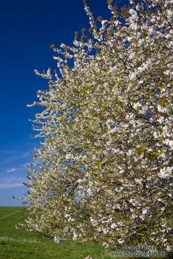 Flowering cherry trees