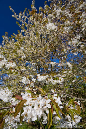 Flowering cherry trees