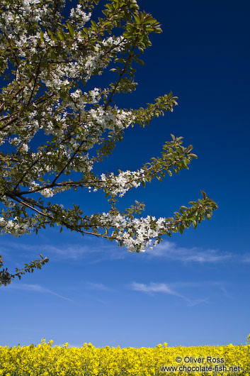 Flowering cherry tree with rape field