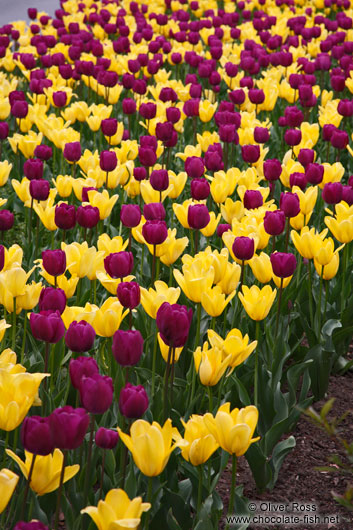 Bed of flowering tulips