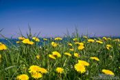 Travel photography:Dandelion flowers on a coastal meadow, Germany