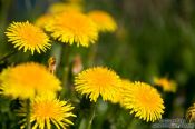 Travel photography:Dandelion flowers, Germany