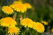 Travel photography:Dandelion flowers, Germany