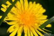 Travel photography:Dandelion flower, Germany