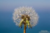 Travel photography:Dandelion seeds