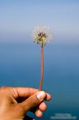 Travel photography:Dandelion seeds, Germany