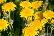 Travel photography:Dandelion flowers, Germany