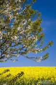 Travel photography:Flowering cherry trees with rape field, Germany