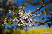 Travel photography:Flowering cherry tree with rape field, Germany