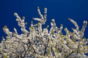 Travel photography:Flowering cherry trees, Germany