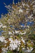 Travel photography:Flowering cherry trees, Germany
