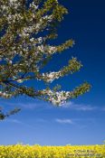 Travel photography:Flowering cherry tree with rape field, Germany