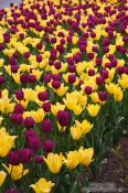 Travel photography:Bed of flowering tulips, Austria