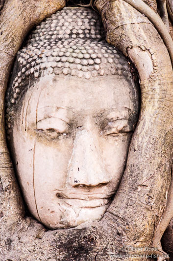 Overgrown Buddha head at a temple in Ayutthaya