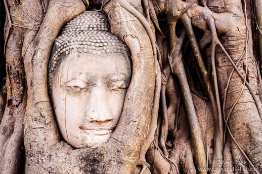 Overgrown Buddha head at a temple in Ayutthaya