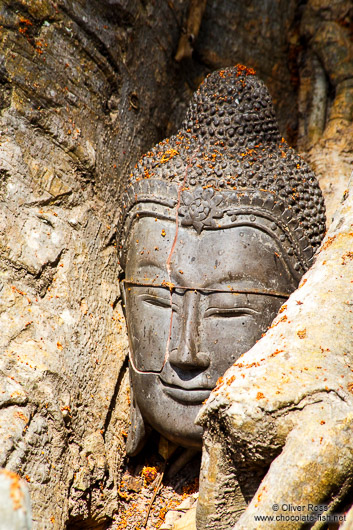Tree roots growing over a Buddha head at the Sukhothai temple complex