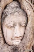 Travel photography:Overgrown Buddha head at a temple in Ayutthaya, Thailand