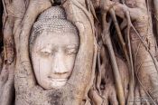 Travel photography:Overgrown Buddha head at a temple in Ayutthaya, Thailand