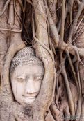Travel photography:Tree root growing over a Buddha head at a temple in Ayutthaya, Thailand