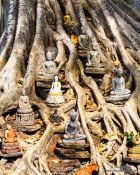 Travel photography:Small Buddhas left at the base of a large tree in Sukhothai, Thailand