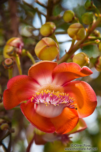 Flowering Couroupita guianensis (cannonball tree) in Bangkok´s Wat Arun temple