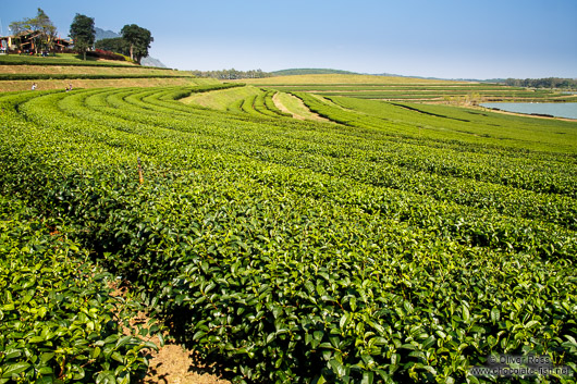 Chiang Rai Queens Garden Tea Plantation