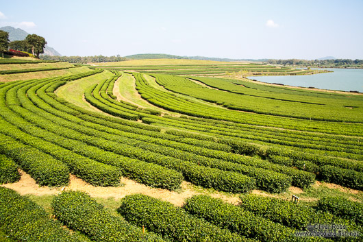 Chiang Rai Queens Garden Tea Plantation