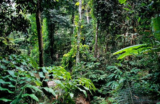 Forest near Chiang Rai