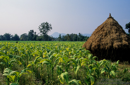 Tobacco plantation in Chiang Rai province