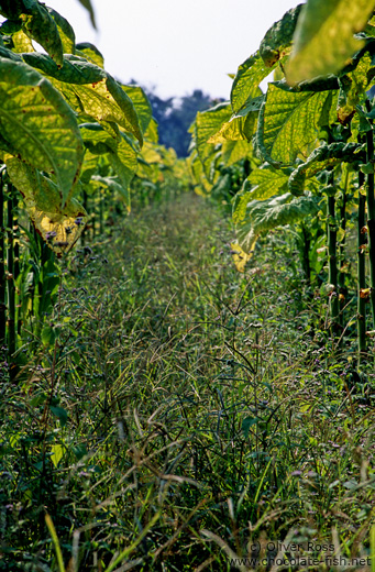 Tobacco plants