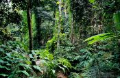 Travel photography:Forest near Chiang Rai, Thailand