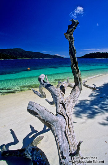 Dead tree on Ko Rawi beach