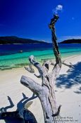 Travel photography:Dead tree on Ko Rawi beach, Thailand