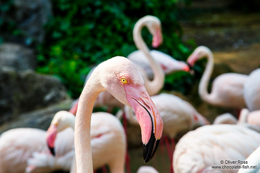 Flamingoes at Chiang Mai Zoo