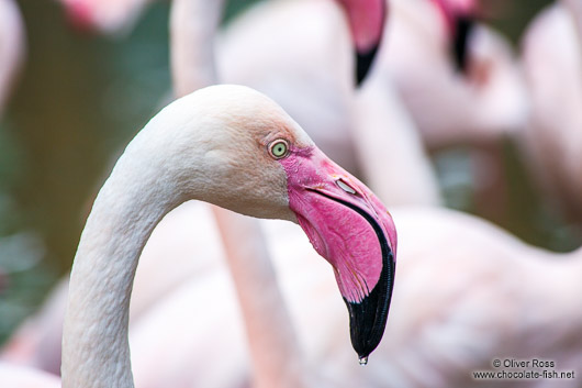 Flamingoes at Chiang Mai Zoo